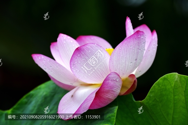 荷花特寫