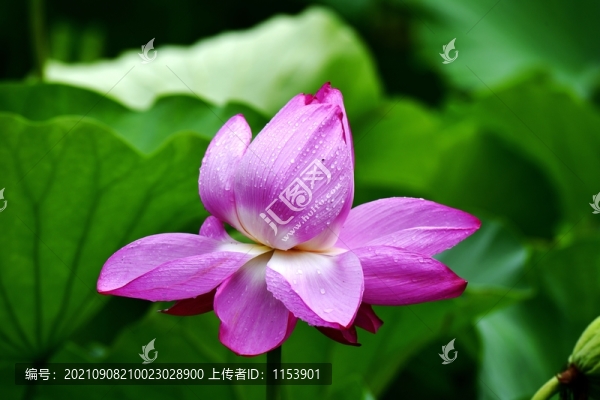 荷花