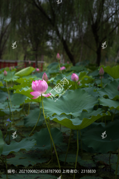 夏雨荷