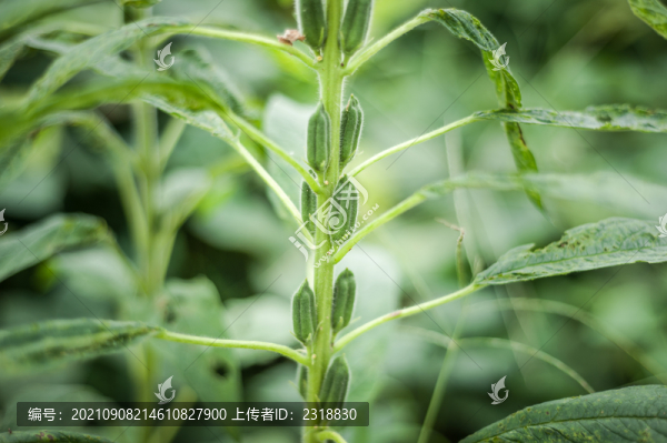 芝麻節(jié)節(jié)高