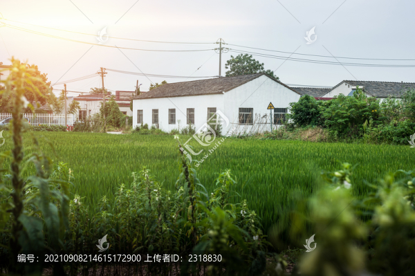 稻田里的民房