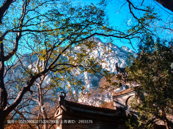 林中寺院