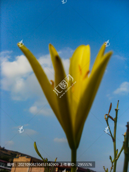 黃花菜