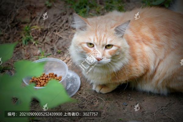 貓咪