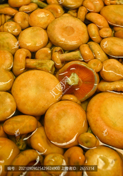 野生蘑菇松樹(shù)菌