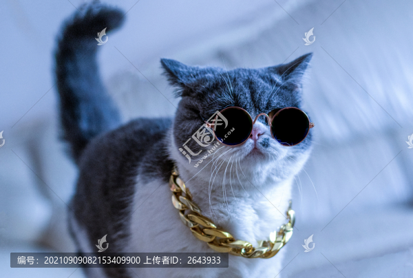 萌萌的寵物貓