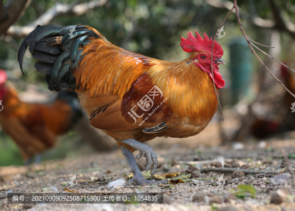 沂蒙山紅公雞