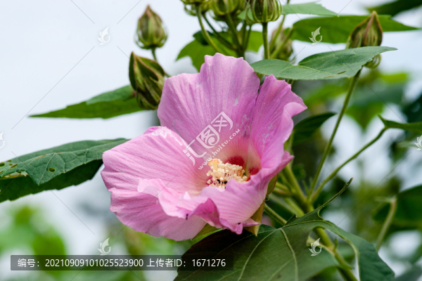 芙蓉花