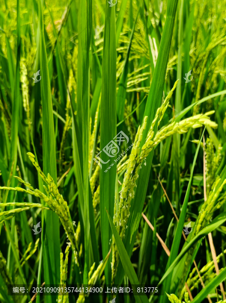 糯米稻香素材