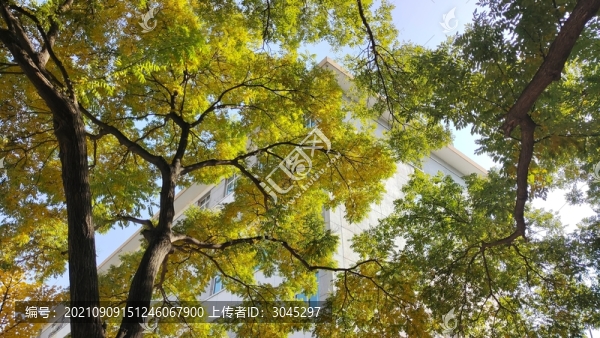 陽光下的樹