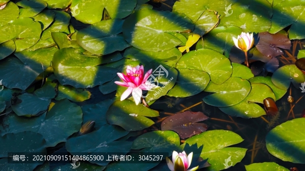 秋荷