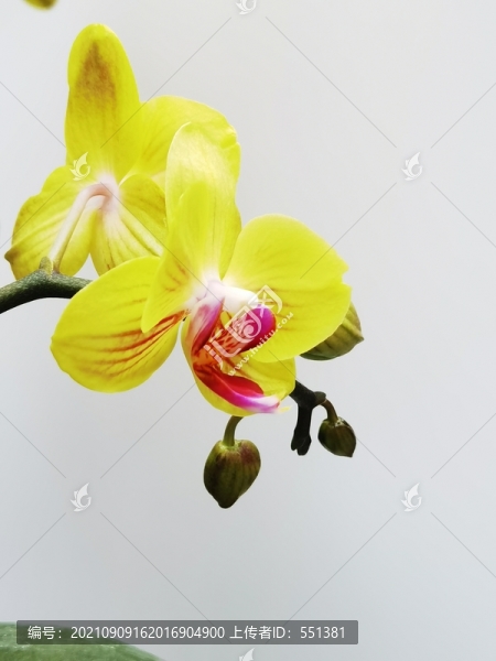 蝴蝶花
