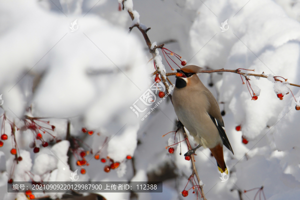 大雪中覓食的太平鳥美餐漿果