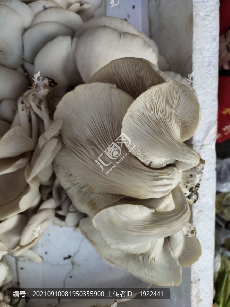 食用菌