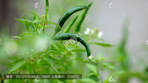 朝天椒