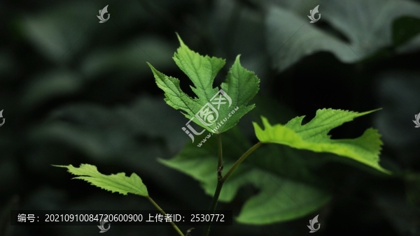 構(gòu)樹