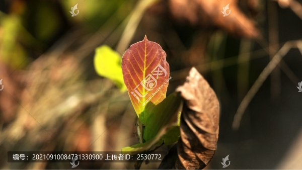 荷花玉蘭