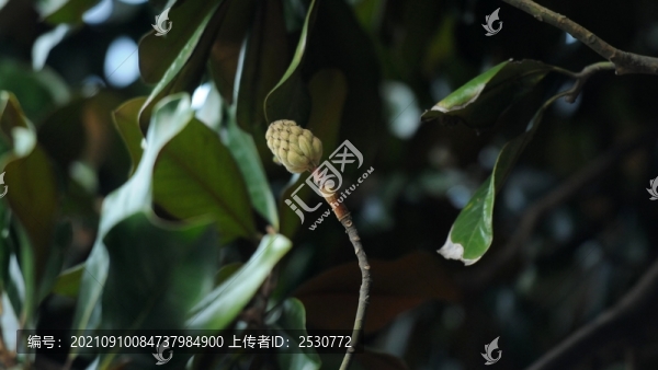 荷花玉蘭