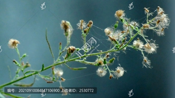 小蓬草