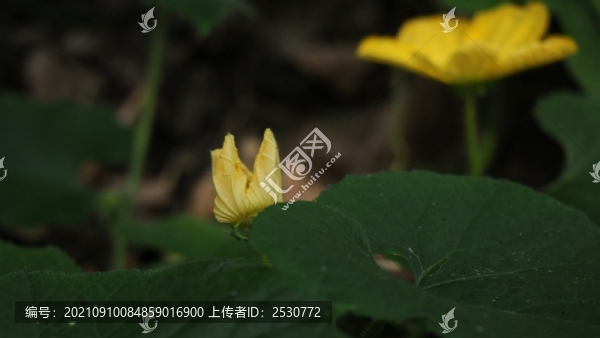 冬瓜花