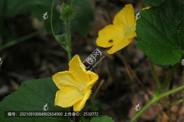 冬瓜花