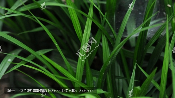 吉祥草