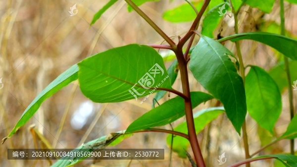 垂序商陸