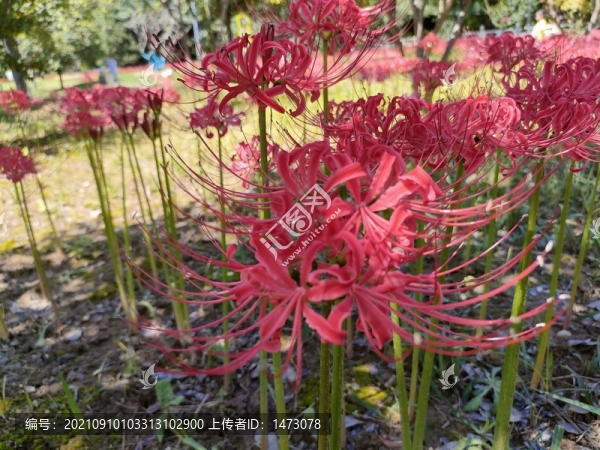 彼岸花開