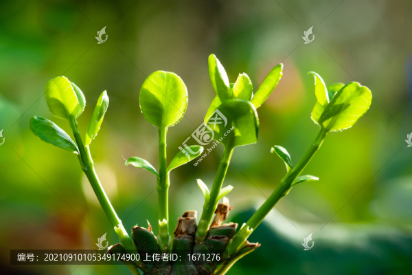 嫩葉