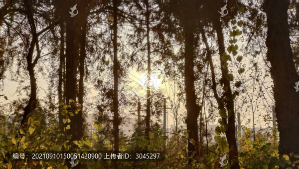 林中夕陽