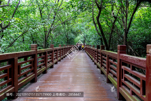 紫金山棧道