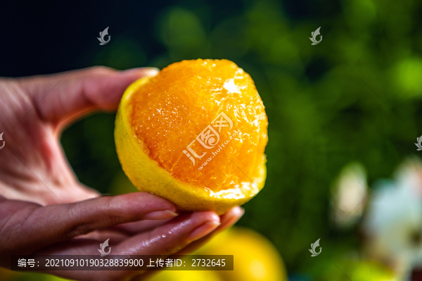 冰糖橙