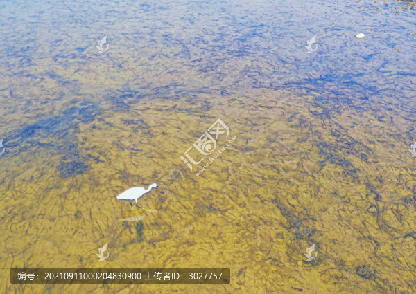 紋理素材