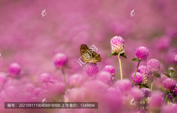 花卉