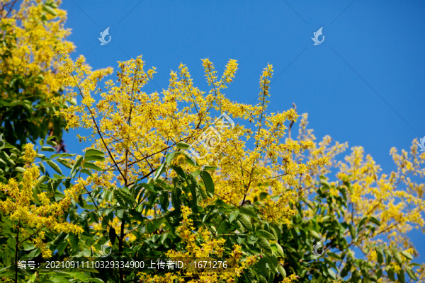 欒樹花