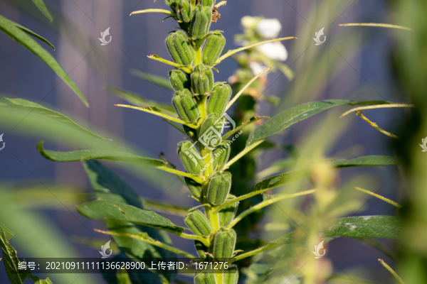 芝麻