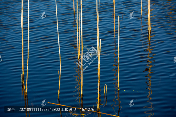 枯木倒影