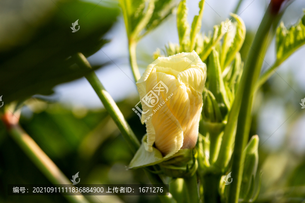 秋葵