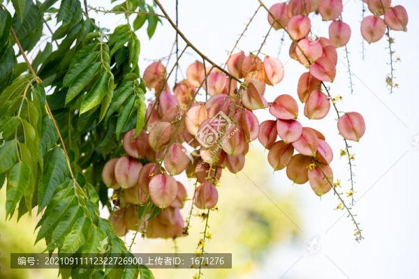 欒樹果