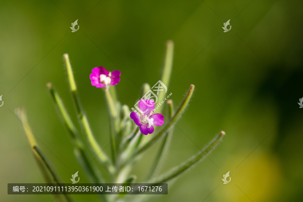 柳葉菜