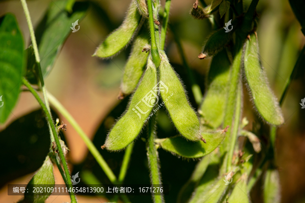 黃豆莢