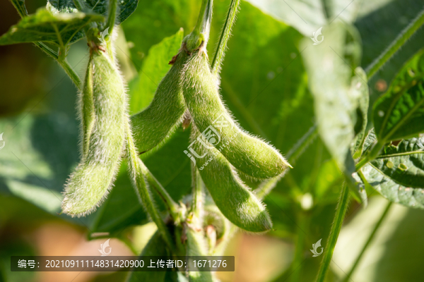 豆莢