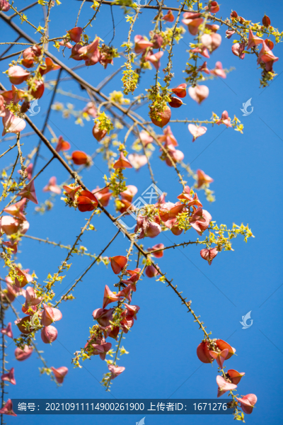 欒樹(shù)果