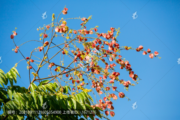 欒樹果
