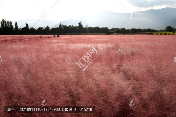 粉黛花粉黛草