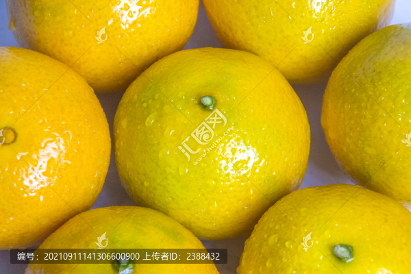 貢柑