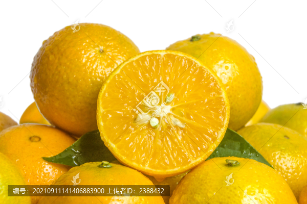 皇帝貢柑
