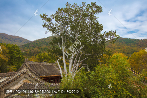 潭柘寺白皮松