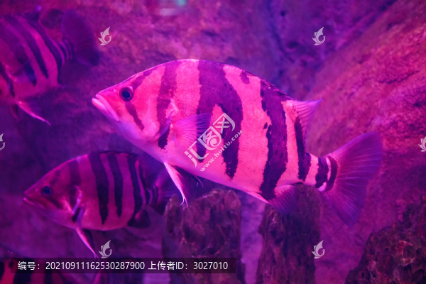 北京動(dòng)物園海底世界