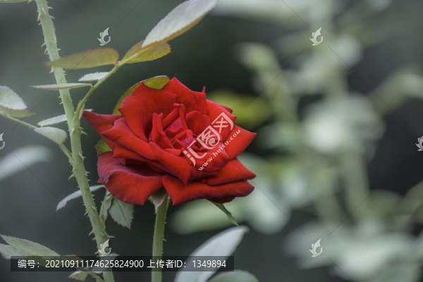 玫瑰花